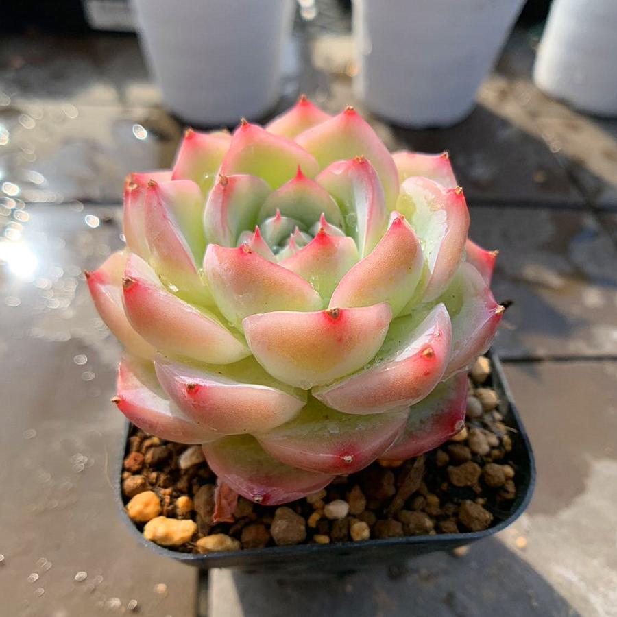 農園直売 多肉植物 寄せ植え エケベリア属 白水晶 新品種 抜き苗 観葉