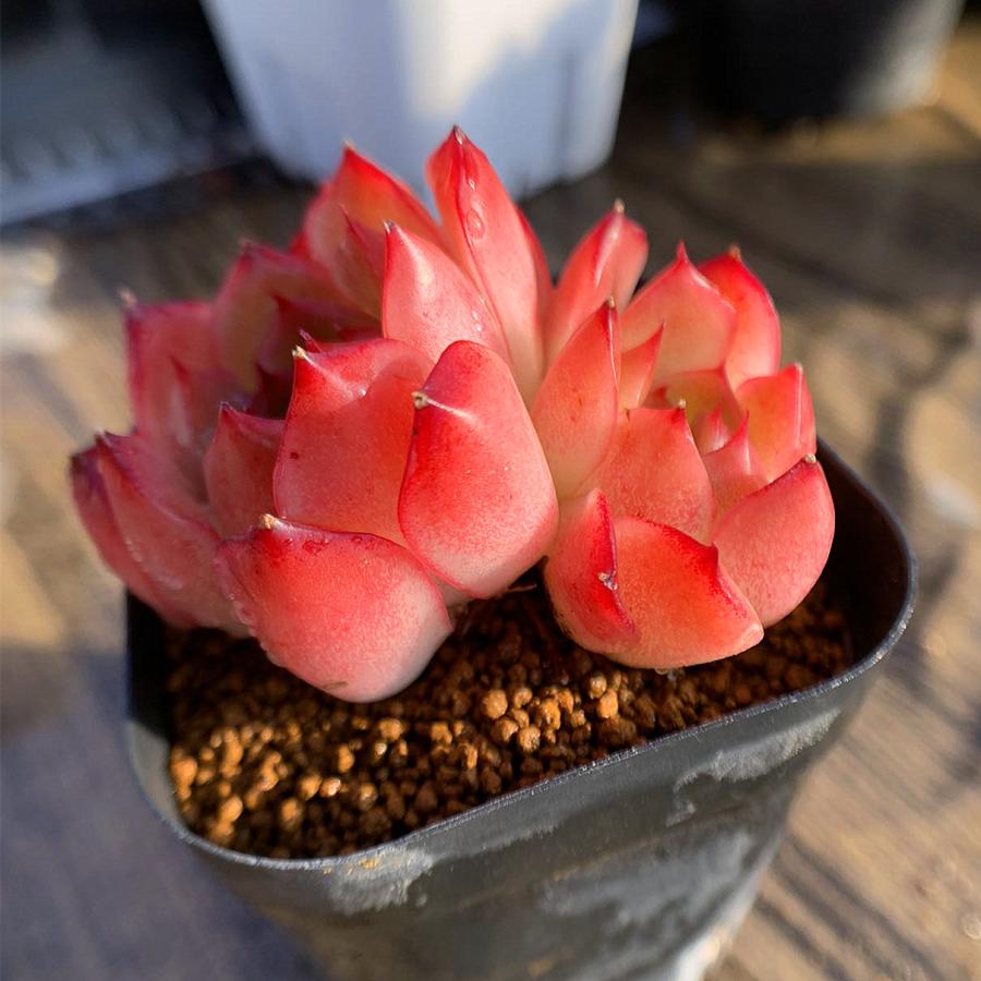 農園直売 多肉植物 寄せ植え エケベリア属 チューリップ（2頭） 新品種