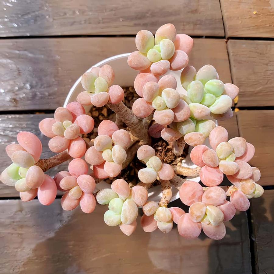 農園直売 多肉植物 寄せ植え キャビア（群）大 観葉植物 インテリア