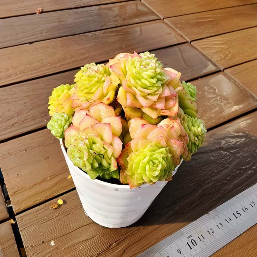 農園直売 多肉植物 寄せ植え エケベリア属 ホワイトスワン（群