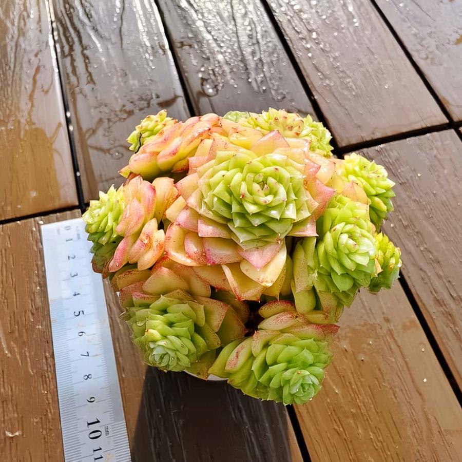 農園直売 多肉植物 寄せ植え エケベリア属 ホワイトスワン（群