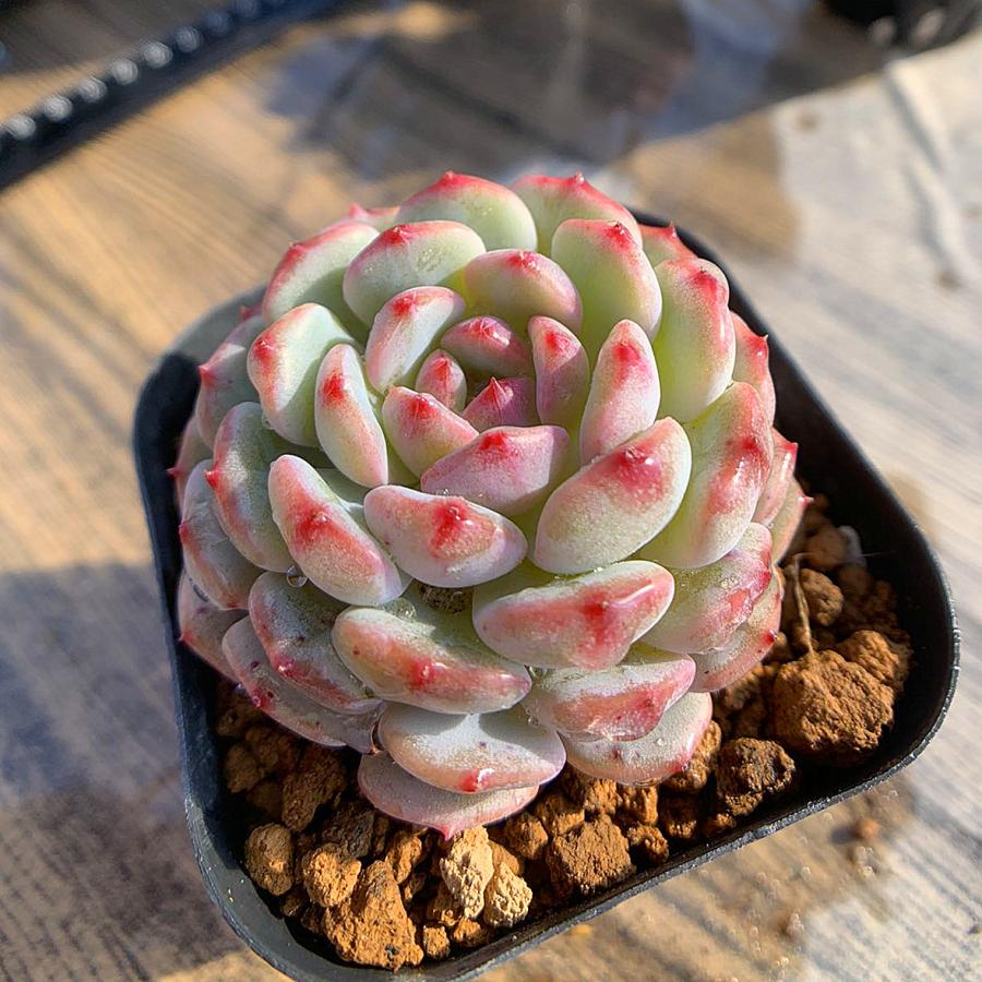 農園直売 多肉植物 寄せ植え エケベリア属 ホワイトハニー 抜き