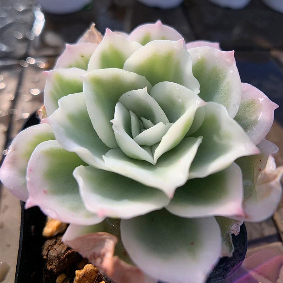 農園直売 多肉植物 寄せ植え エケベリア属 レモンローズ錦（単） 抜き