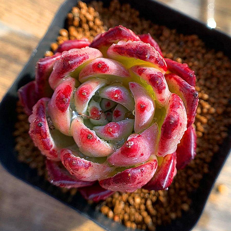農園直売 多肉植物 寄せ植え エケベリア属 Echeveria 'latam' ラタム