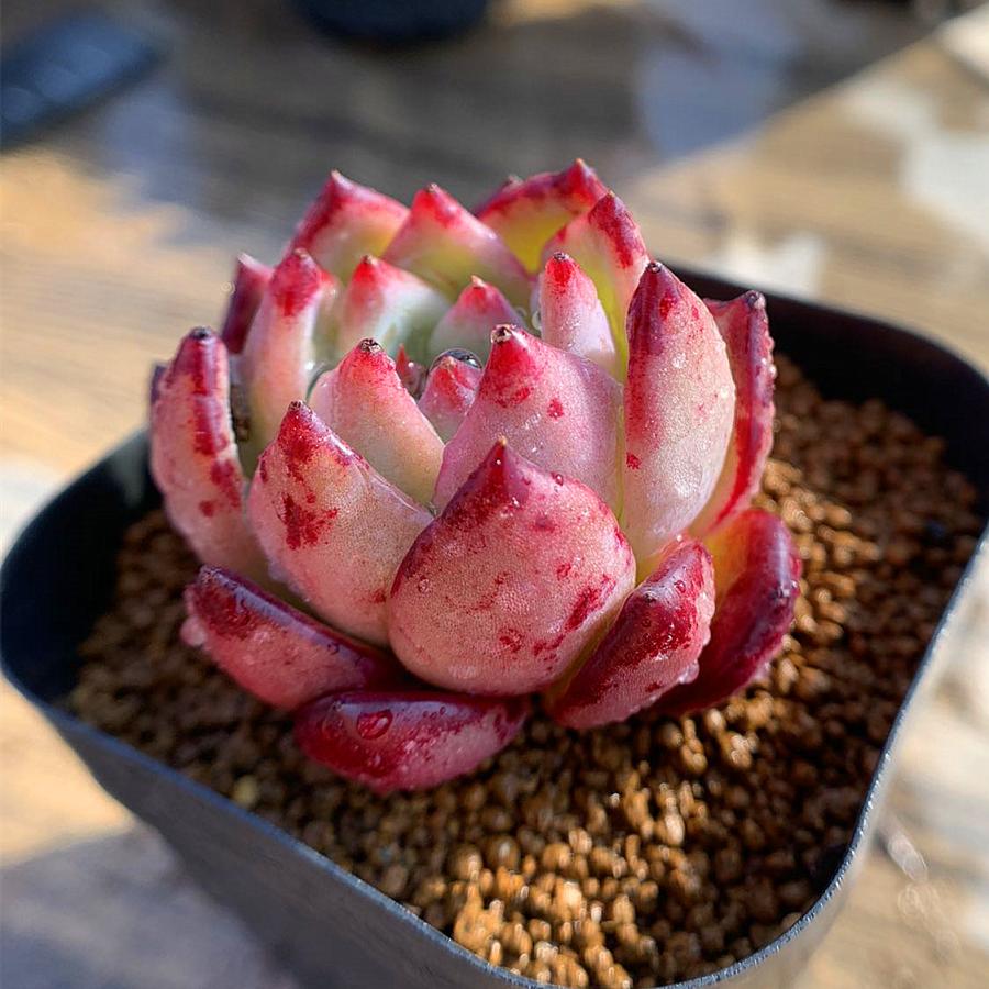 農園直売 多肉植物 寄せ植え エケベリア属 Echeveria 'latam' ラタム