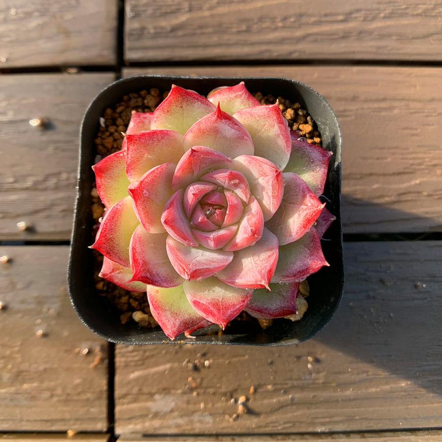 農園直売 多肉植物 寄せ植え エケベリア属 花桃（単） 観葉植物