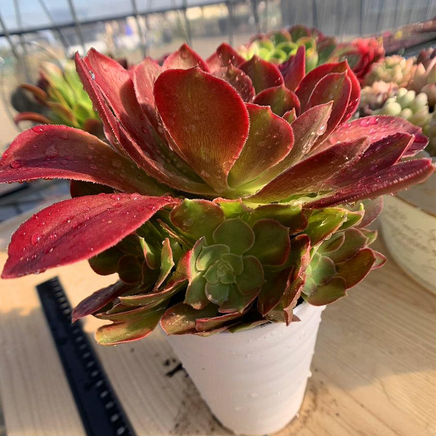 農園直売 多肉植物 寄せ植え アエオニウム属 洛神（群）特大 抜き苗