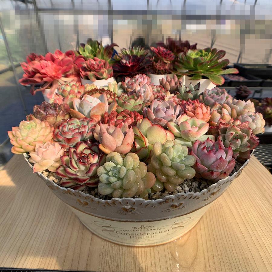【多肉植物】Echeveria 35品種セット(被り無し)① 農園直売 多肉植物 宅急便送料無料 エケベリア 寄せ植えセット35