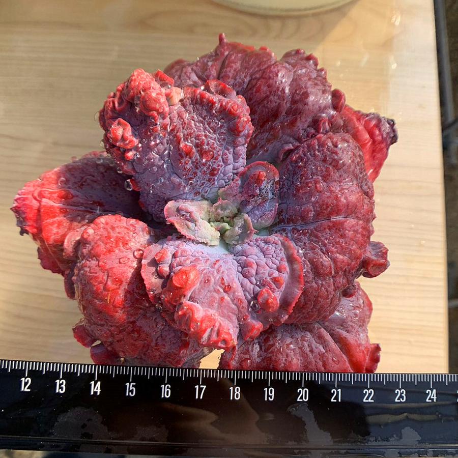 農園直売 多肉植物 寄せ植え エケベリア属 エトナ 特大 超美苗 抜き苗