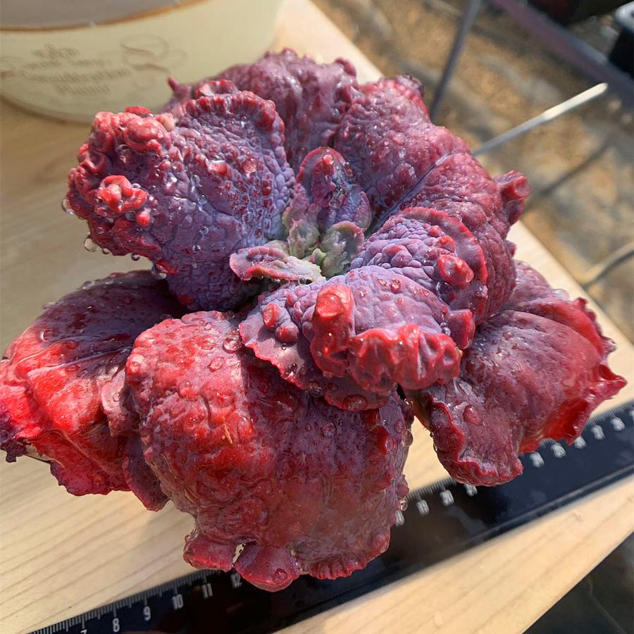 農園直売 多肉植物 寄せ植え エケベリア属 エトナ 特大 超美苗 抜き苗