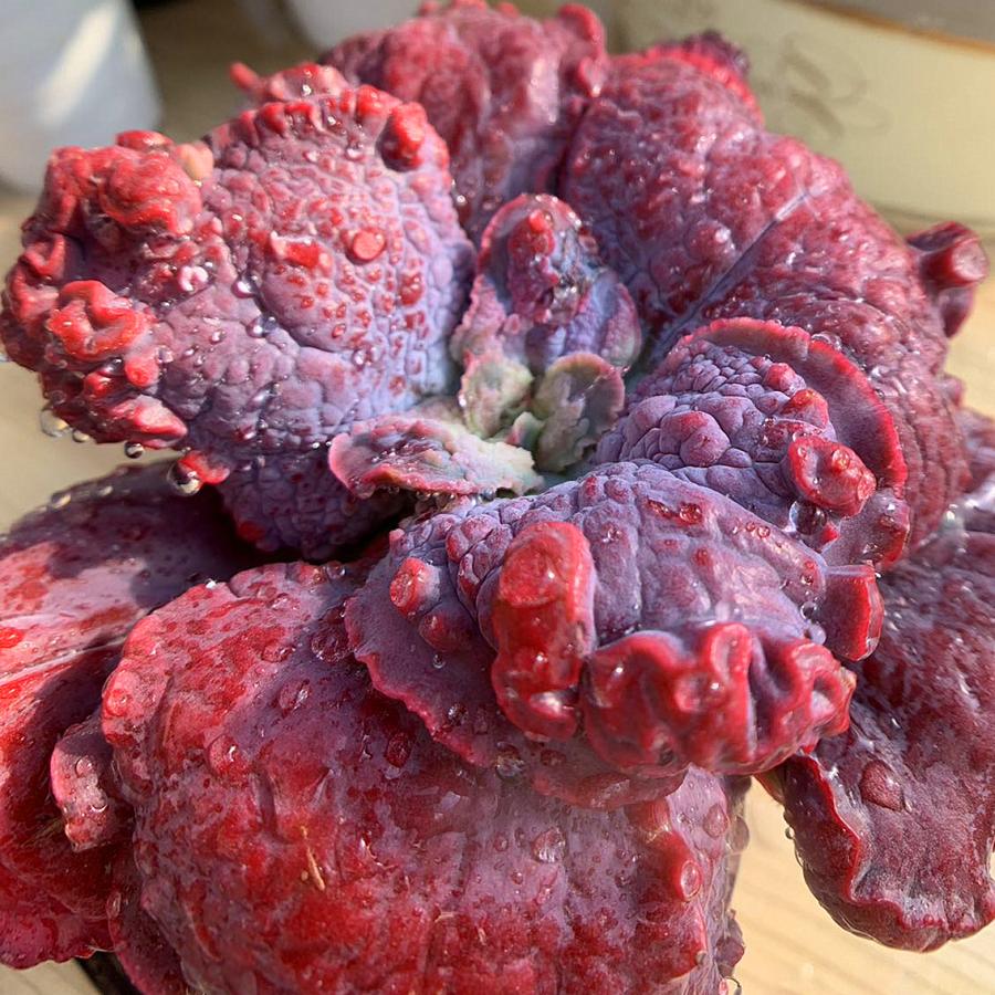 農園直売 多肉植物 寄せ植え エケベリア属 エトナ 特大 超美苗 抜き苗