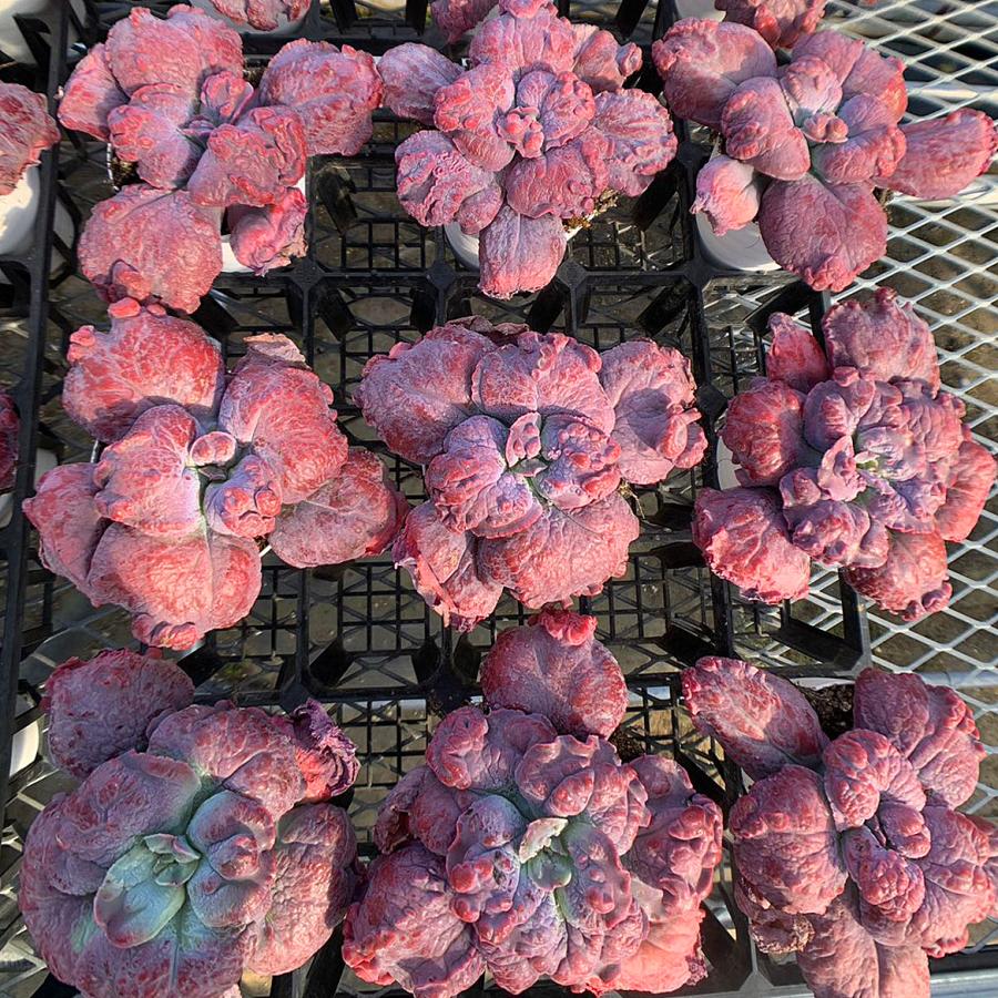 農園直売 多肉植物 寄せ植え エケベリア属 エトナ 特大 超美苗 抜き苗
