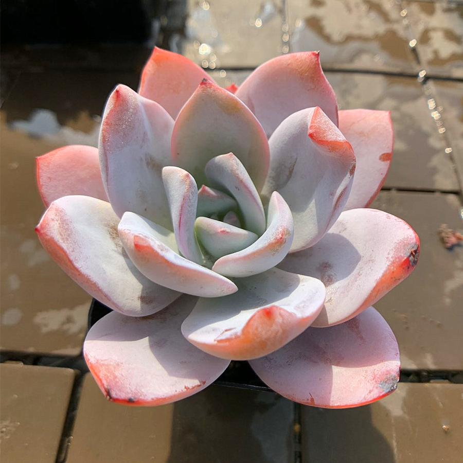 農園直売 多肉植物 寄せ植え エケベリア属 白蓮 Echeveria 'Baek Ryeon