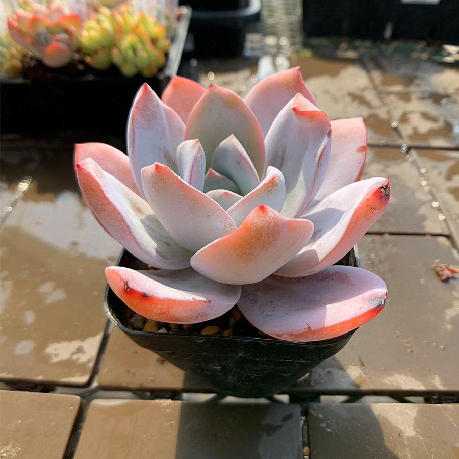 農園直売 多肉植物 寄せ植え エケベリア属 白蓮 Echeveria 'Baek Ryeon