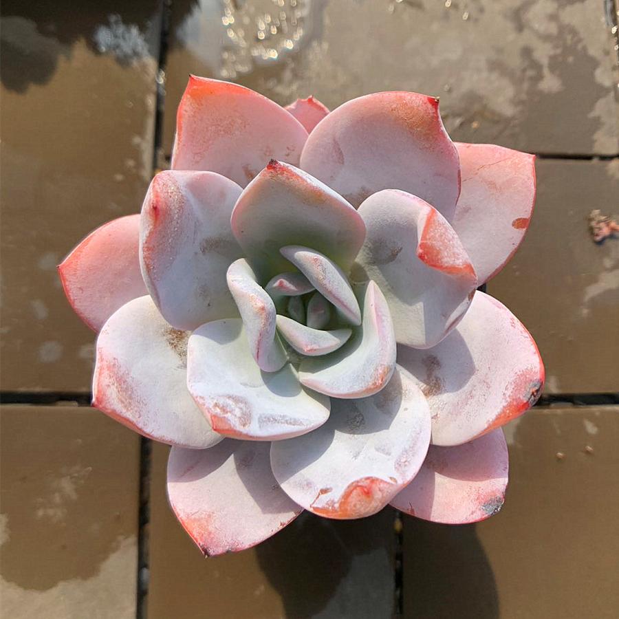 農園直売 多肉植物 寄せ植え エケベリア属 白蓮 Echeveria 'Baek Ryeon