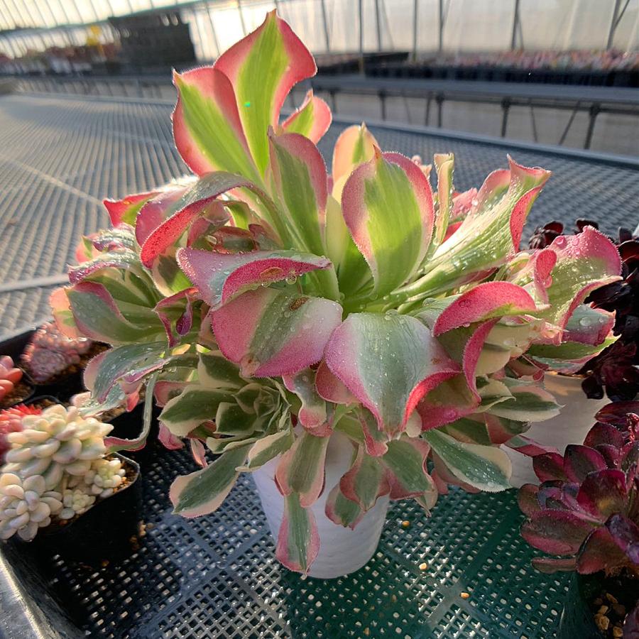 多肉植物　アエオニウム　名札落ち　14株 多肉植物 アエオニウム 名札落ち 14株