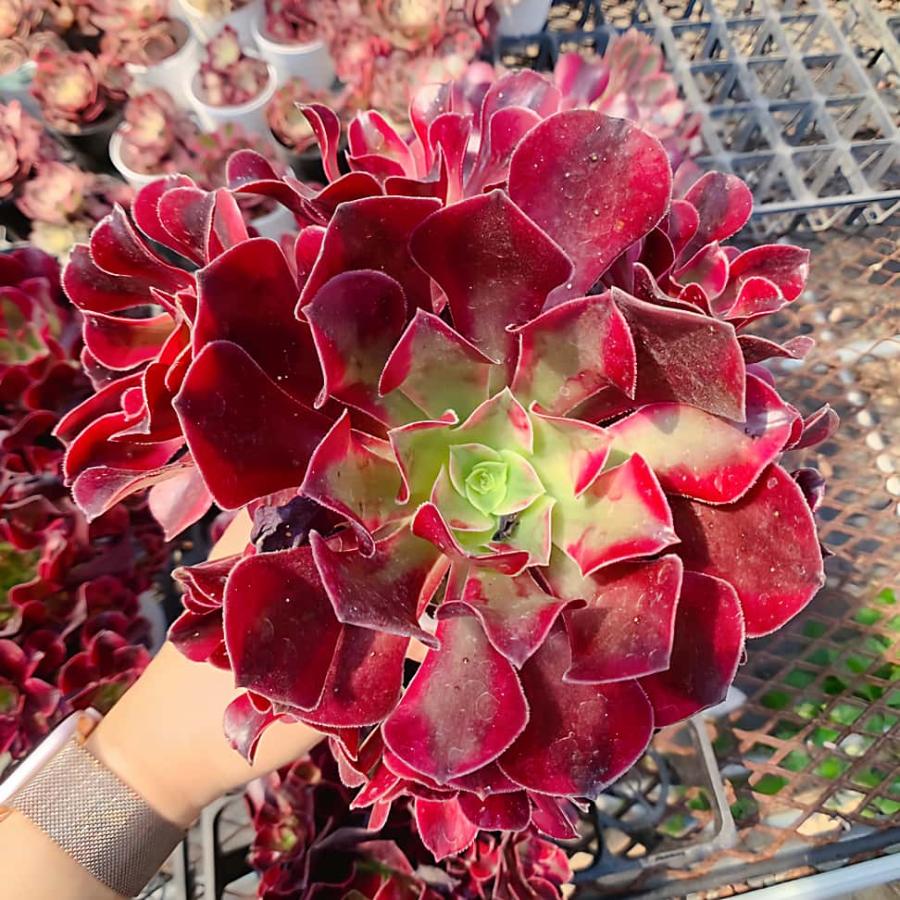 農園直売 多肉植物 寄せ植え アエオニウム属 メデューサ（群）美苗