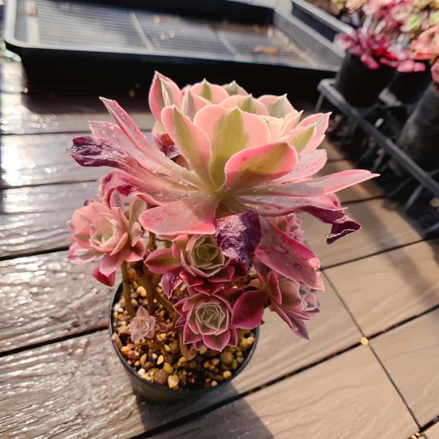 農園直売 多肉植物 寄せ植え アエオニウム属 赤水仙 （群）観葉植物