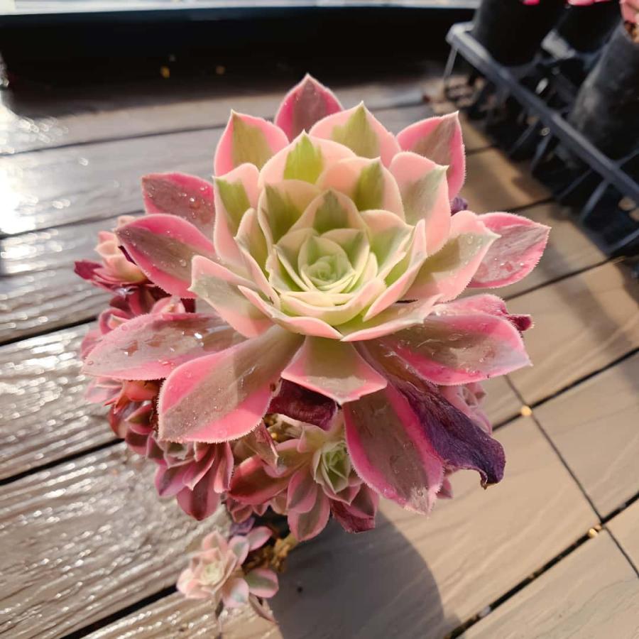 農園直売 多肉植物 寄せ植え アエオニウム属 赤水仙 （群）観葉植物