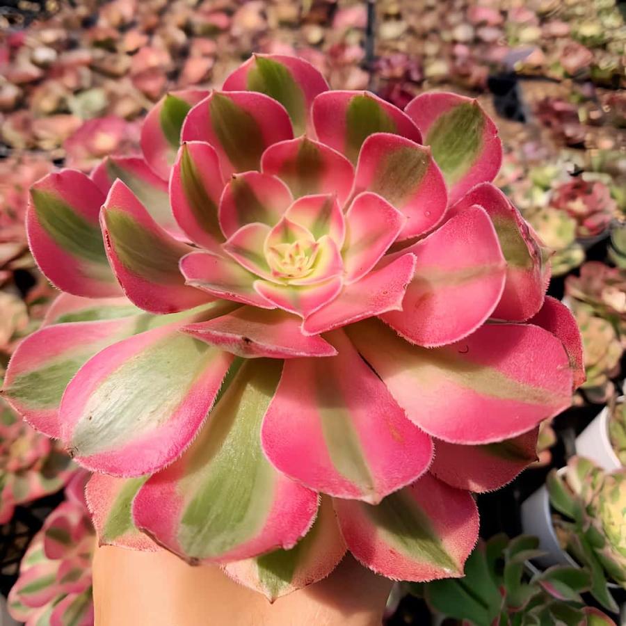 農園直売 多肉植物 寄せ植え アエオニウム属 傾城（子株付き）超美苗
