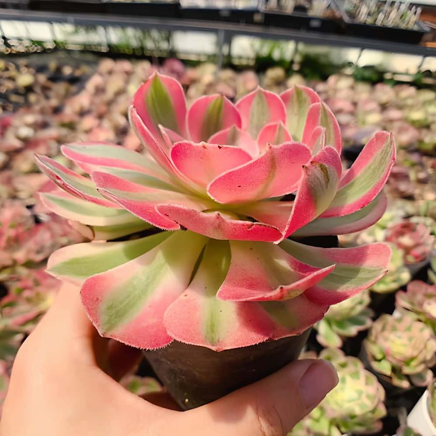 農園直売 多肉植物 寄せ植え アエオニウム属 傾城（単）錦 観葉植物