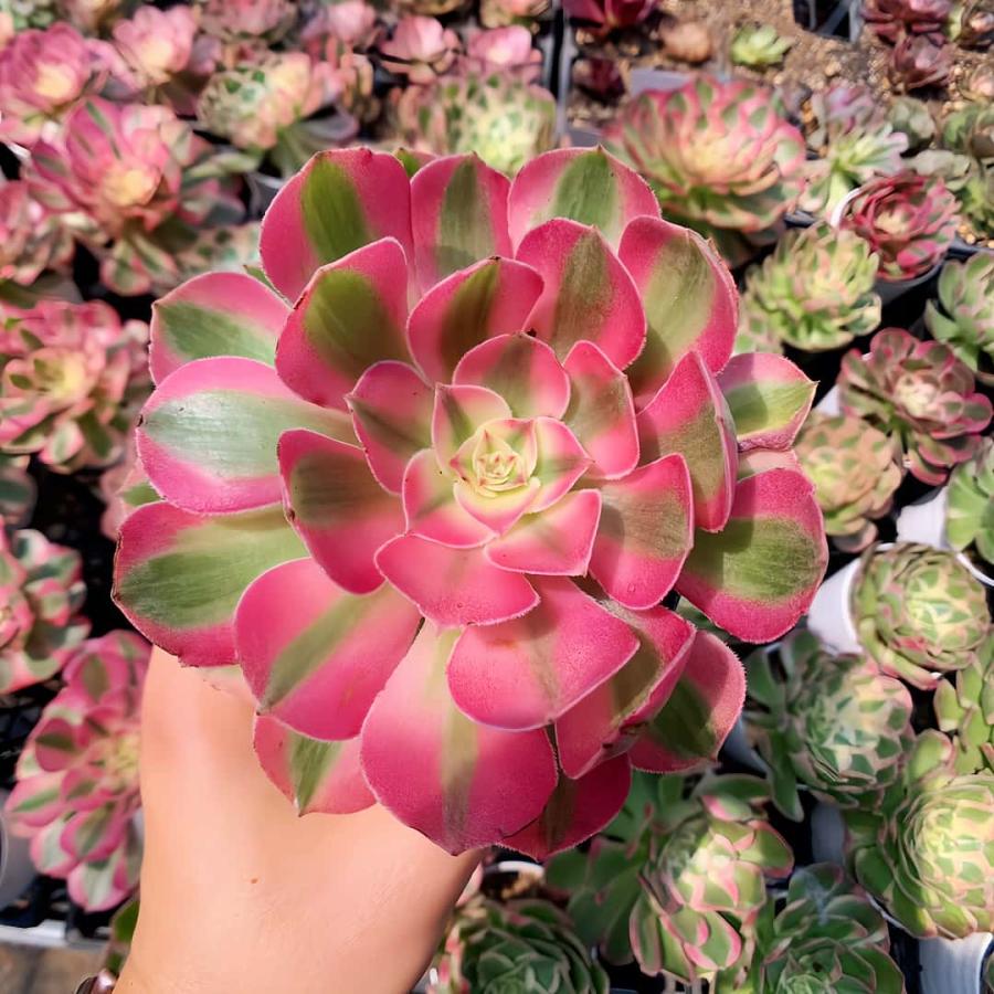 農園直売 多肉植物 寄せ植え アエオニウム属 傾城（単）錦 観葉植物