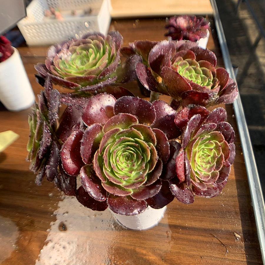 農園直売 多肉植物 寄せ植え アエオニウム属 ブラックロリータ（群）超