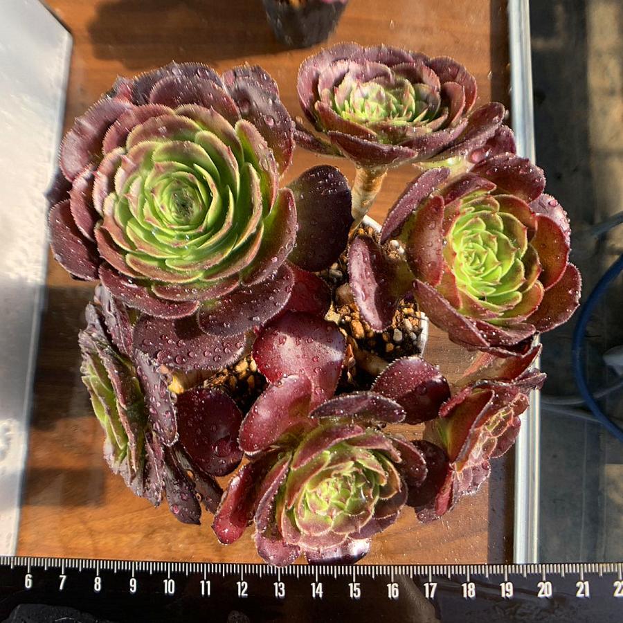 19#多肉植物アエオニウム❤️ブラックマジック❤️25頭17cm 拔き苗