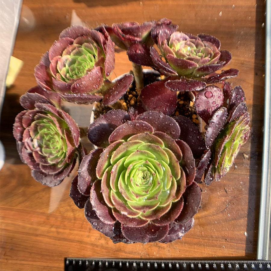 農園直売 多肉植物 寄せ植え アエオニウム属 ブラックロリータ（群）超