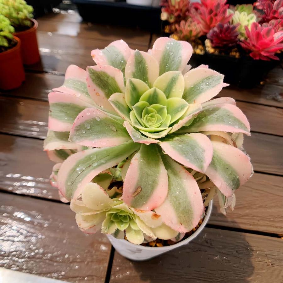 多肉植物 たまちゃ•*¨*•.¸¸♬ 農園直売 多肉植物 アエオニウム属 抹茶ソーダ（群） 錦 観葉植物