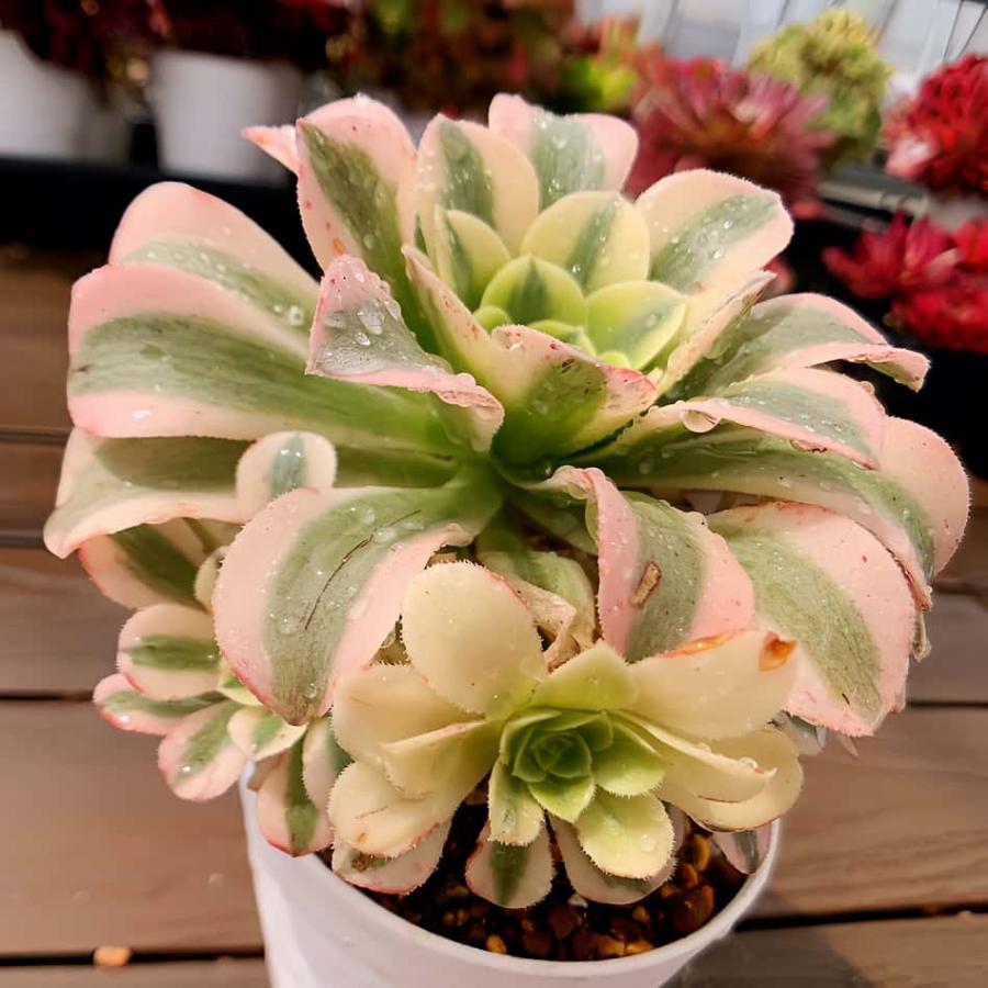 その他多肉植物 asphabon 農園直売 多肉植物 アエオニウム属 抹茶ソーダ（群） 錦 観葉植物