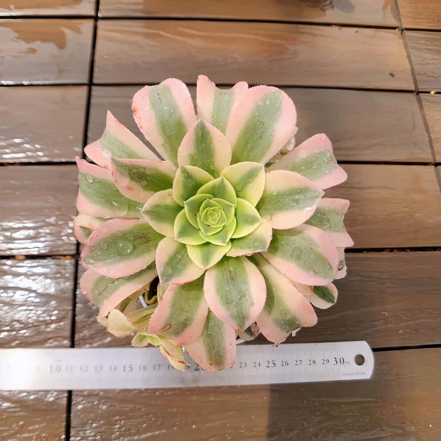 農園直売 多肉植物 アエオニウム属 抹茶ソーダ（群） 錦 観葉植物