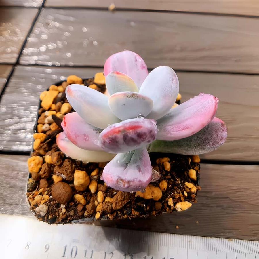農園直売 多肉植物 寄せ植え エケベリア属 ダルマ福娘錦（単） 美苗
