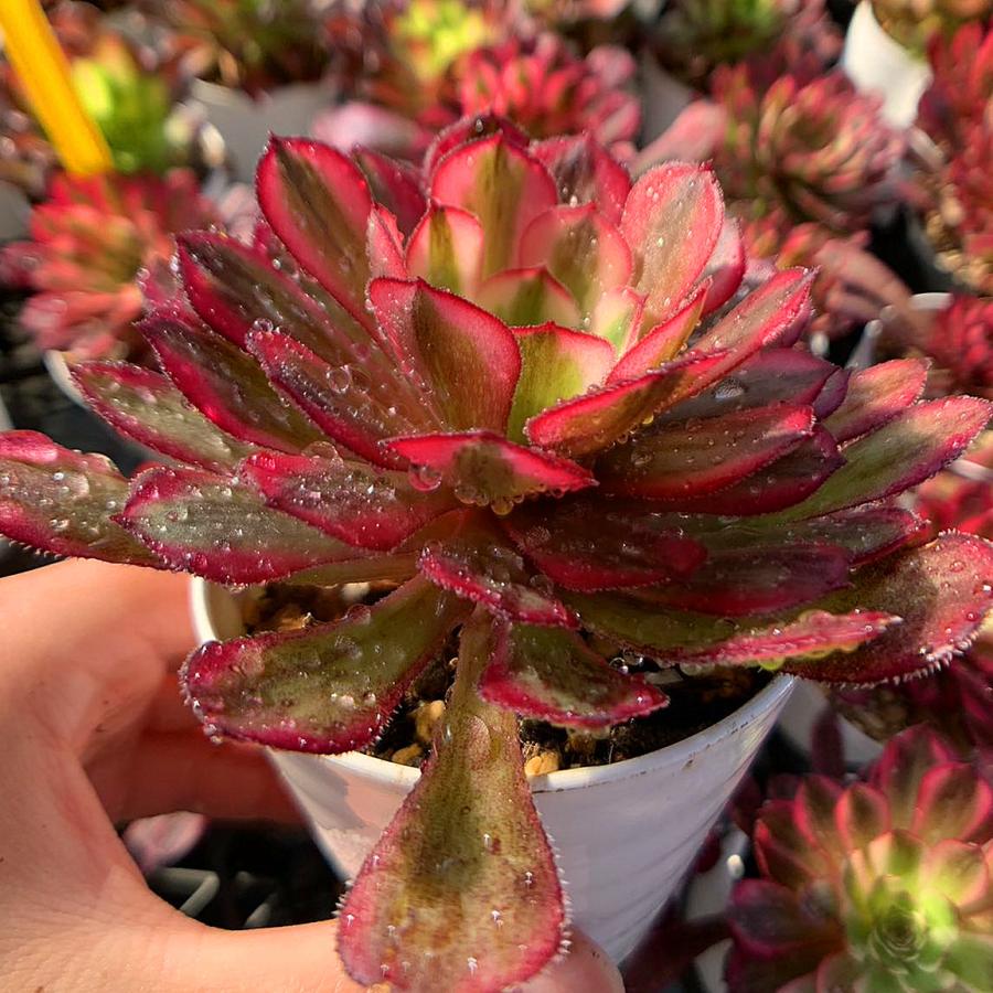 70#多肉植物アエオニウム錦❤️白月光❤️9頭23cm 鉢土付き出荷 68#多肉植物アエオニウム錦❤️ガーネット白斑錦❤️1大頭13小頭29cm