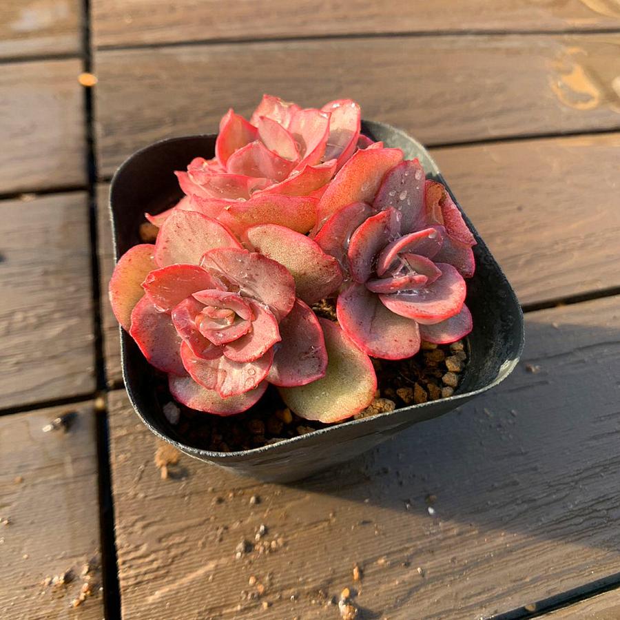 専用！多肉植物^o^  スヨン錦 多肉植物 スヨン錦 | るる農園~多肉植物専門