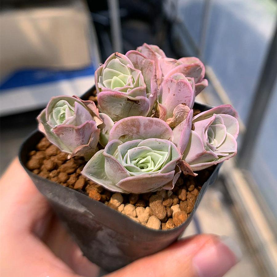 農園直売 多肉植物 寄せ植え グリノービア属 プラトン（群） 超美苗