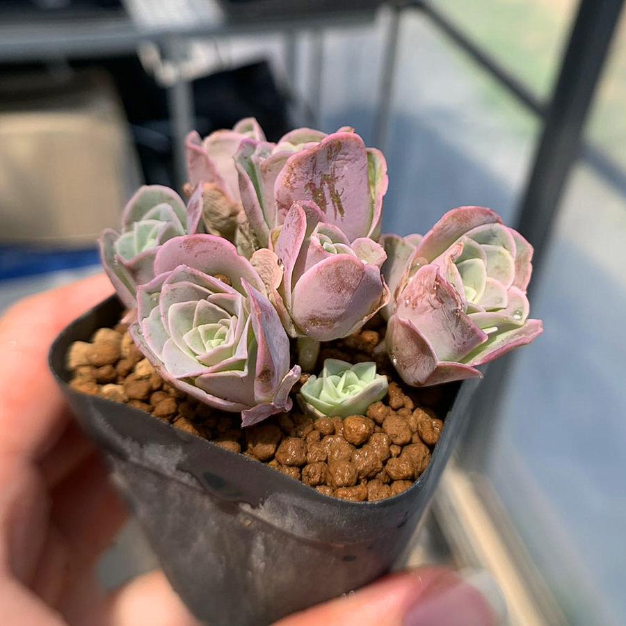 農園直売 多肉植物 寄せ植え グリノービア属 プラトン（群） 超美苗