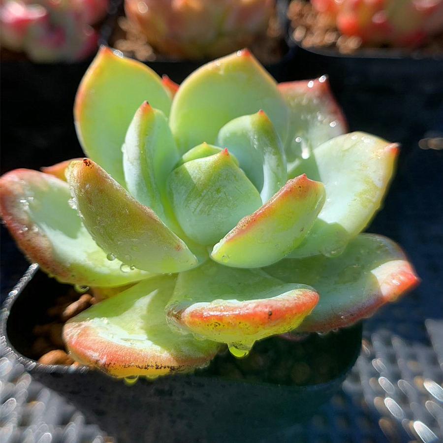 農園直売 多肉植物 寄せ植え エケベリア属 桜ボンボン（群） 観葉植物