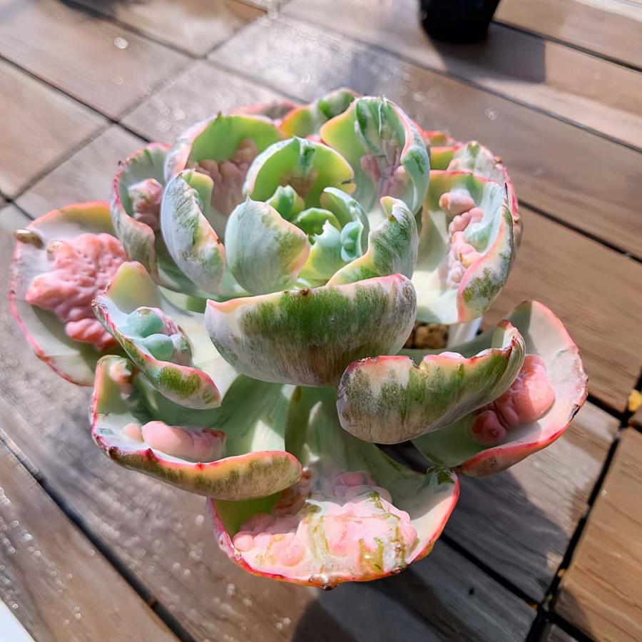 農園直売 多肉植物 観葉植物 エケベリア属 ビヨンセ虹錦 レイン