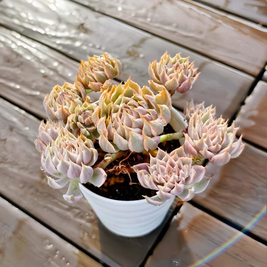 農園直売 多肉植物 寄せ植え エケベリア属 マーガレットレッピン錦（群