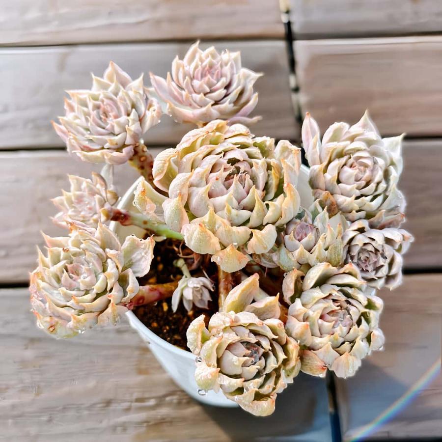 農園直売 多肉植物 寄せ植え エケベリア属 マーガレットレッピン錦（群