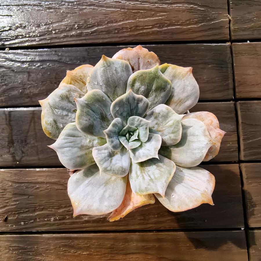 農園直売 多肉植物 寄せ植え エケベリア属 マーベル錦（単） 観葉植物