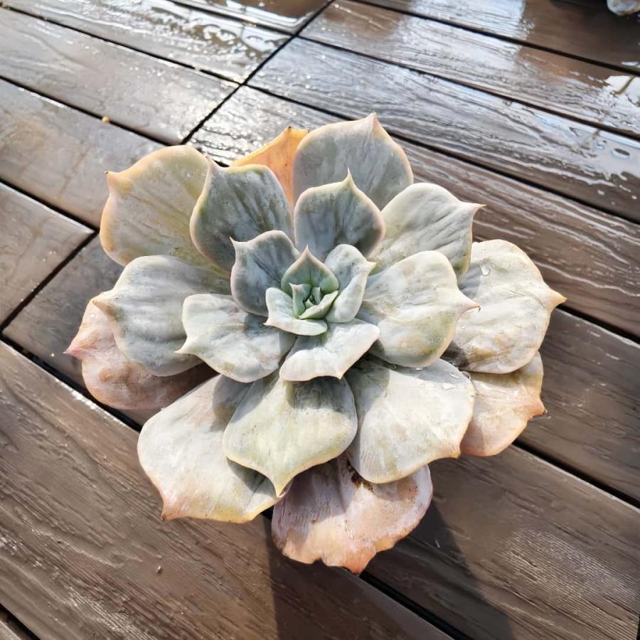 農園直売 多肉植物 寄せ植え エケベリア属 マーベル錦（単） 観葉植物