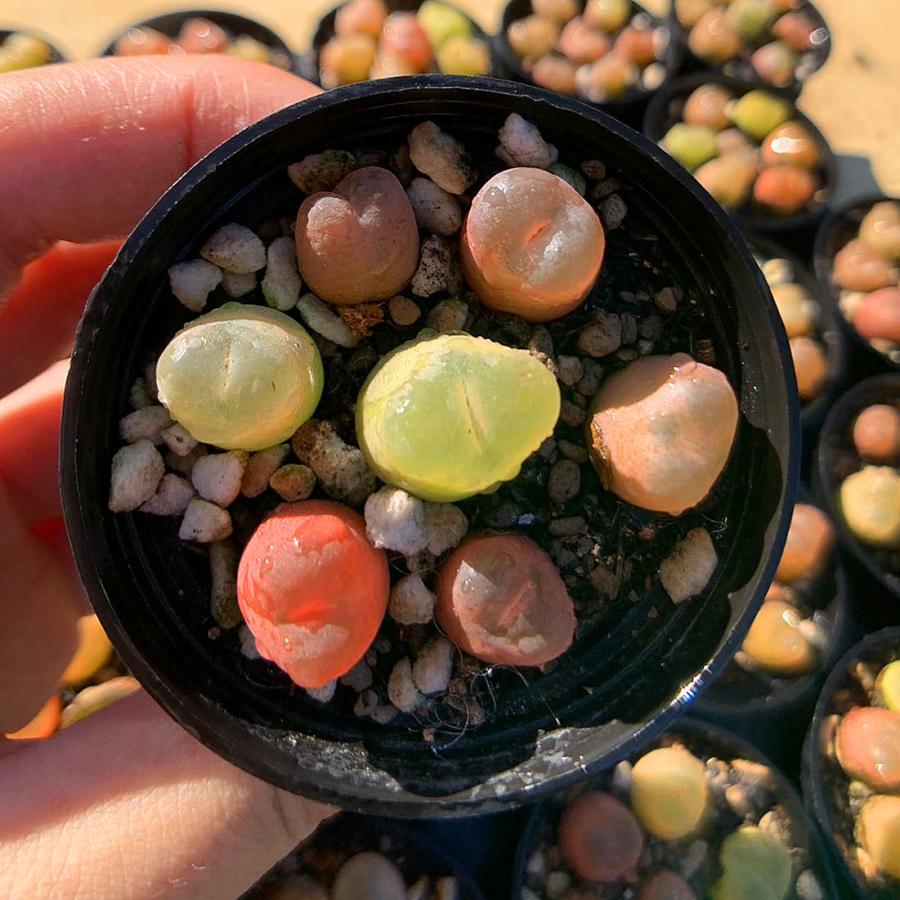 農園直売 多肉植物 寄せ植え コノフィツム マウガニー（7個セット