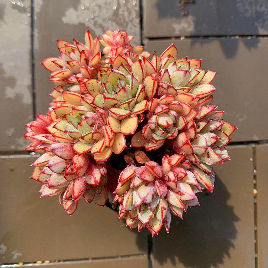 農園直売 多肉植物 寄せ植え エケベリア属 シンデレラ（群）抜き苗 観葉植物 インテリア　多肉専門VERVE（Yahoo!・多肉専門VERVE）