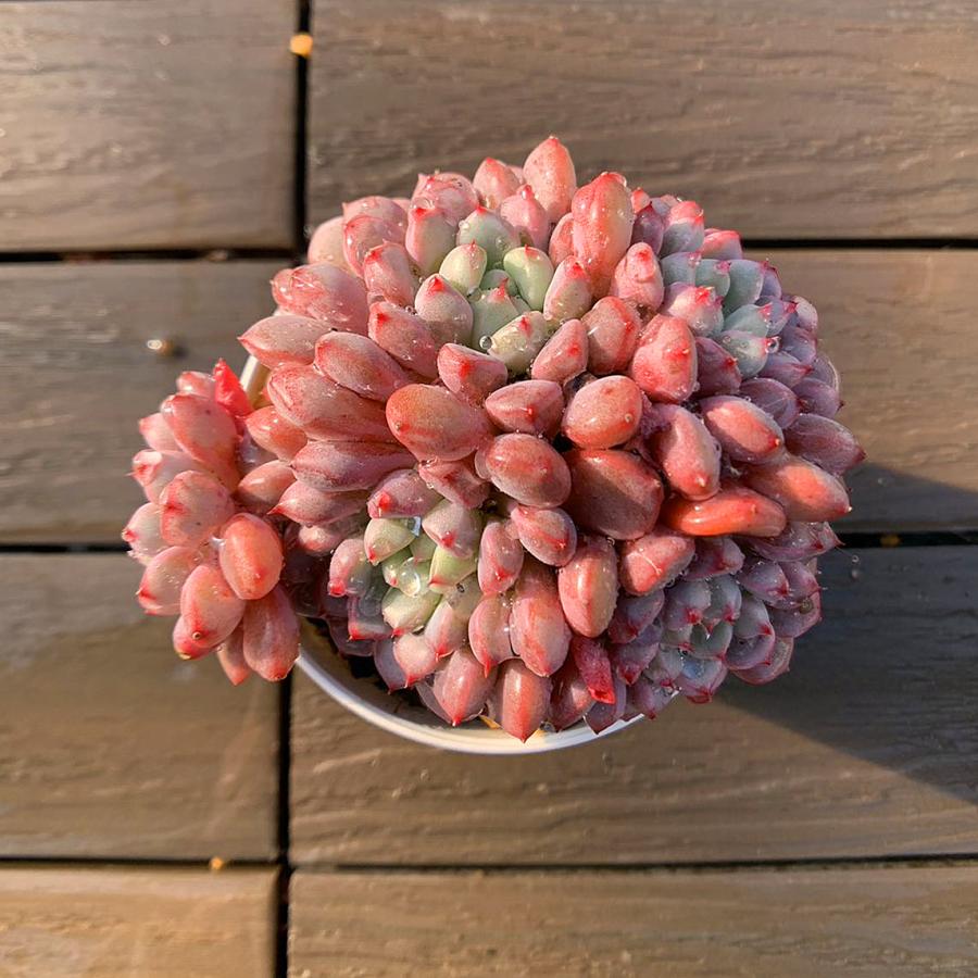 農園直売 多肉植物 寄せ植え エケベリア属 雪桃（群）抜き苗 観葉植物