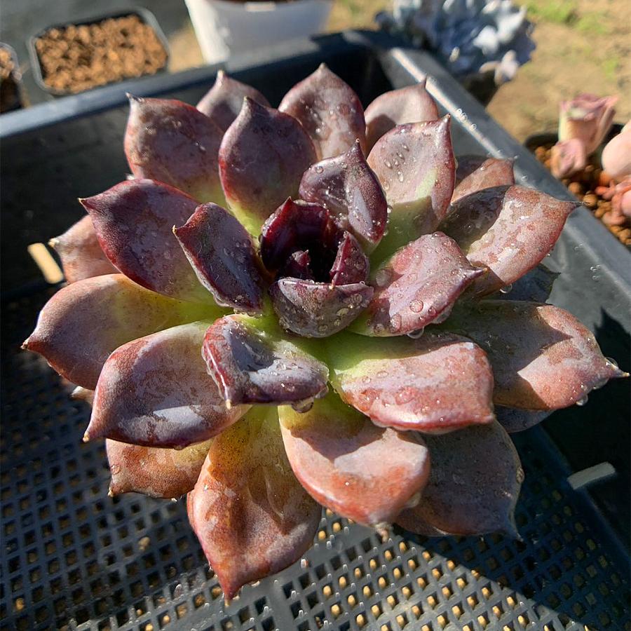 農園直売 多肉植物 寄せ植え エケベリア属 ブラックマンバ（特大）抜き