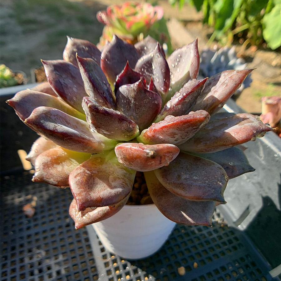 農園直売 多肉植物 寄せ植え エケベリア属 ブラックマンバ（特大）抜き