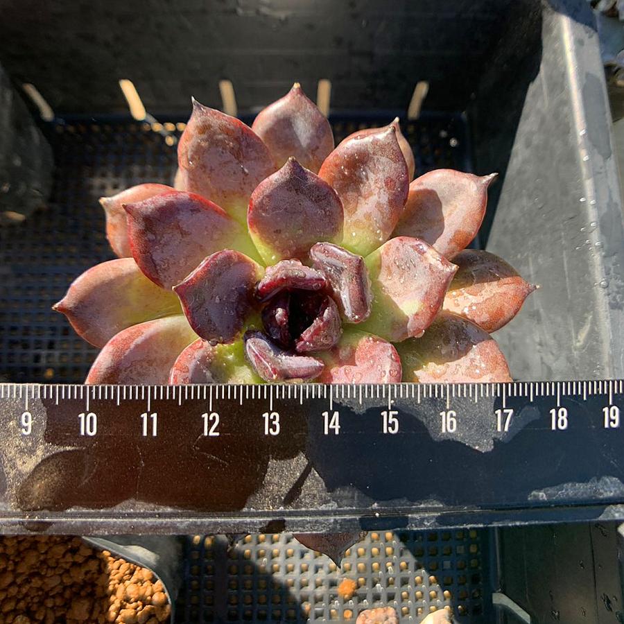 農園直売 多肉植物 寄せ植え エケベリア属 ブラックマンバ（特大）抜き