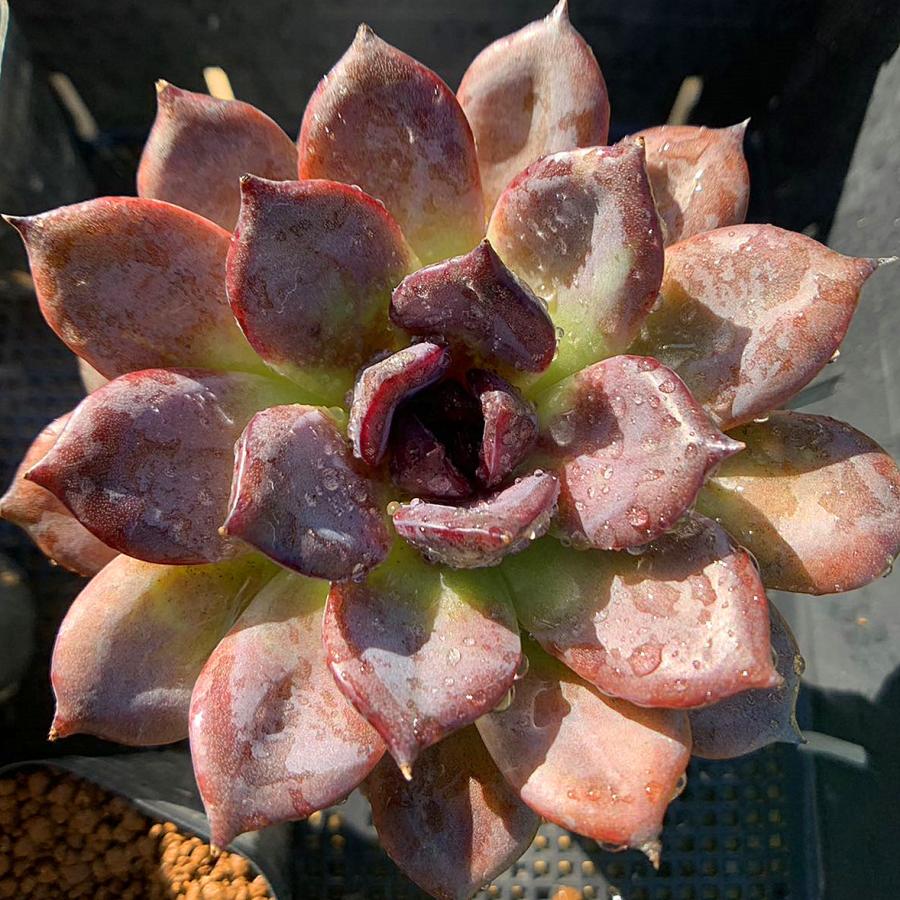 農園直売 多肉植物 寄せ植え エケベリア属 ブラックマンバ（特大）抜き